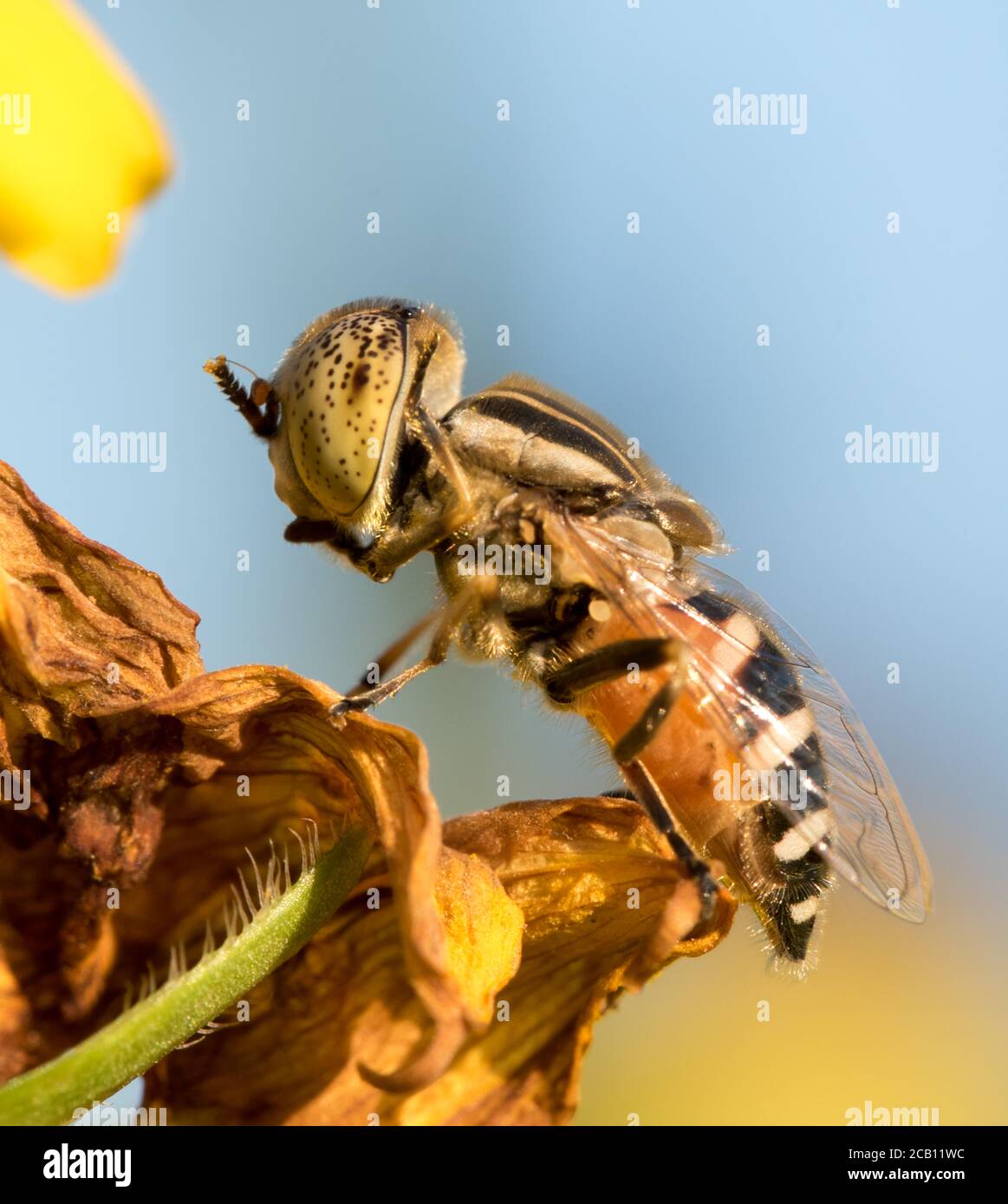 Macro-photographie d'abeille et de mouche Banque D'Images