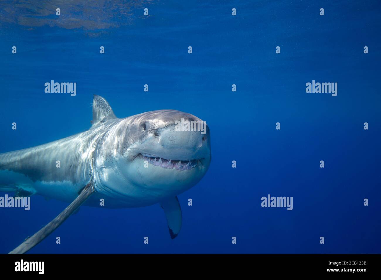 Ce grand requin blanc, Carcharodon carcharias, a été photographié au large de l'île de Guadalupe, au Mexique. Banque D'Images