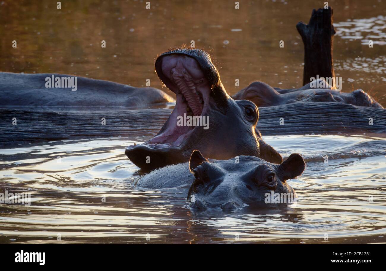 Bâillette jeune hippopotame reposant sa tête sur un autre tout en étant submergé dans l'eau Banque D'Images