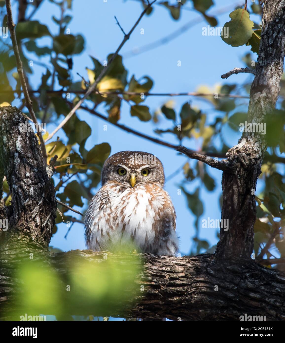 Hibou en perles à pois assis sur une branche épaisse de Leadwood Banque D'Images