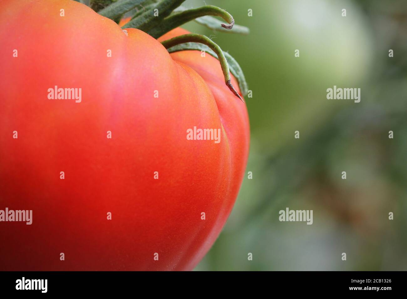 Grandes tomates rouges poussant dans une serre prêt à cueillir . Banque D'Images