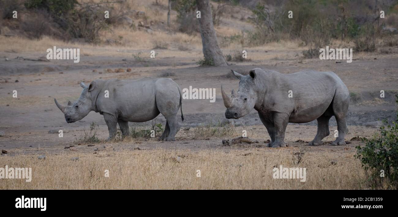Deux rhinocéros blancs debout dans la savane ouverte avec certains grand arbre en arrière-plan Banque D'Images