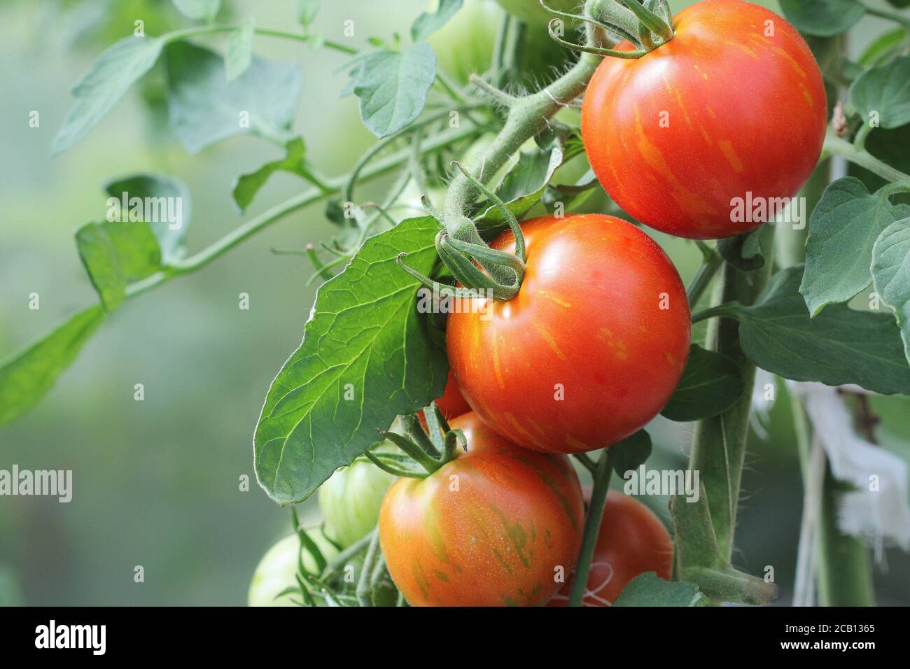 Bouquet de tomates rouges mûres de cerise naturelle poussant dans une serre prêt à cueillir . Banque D'Images