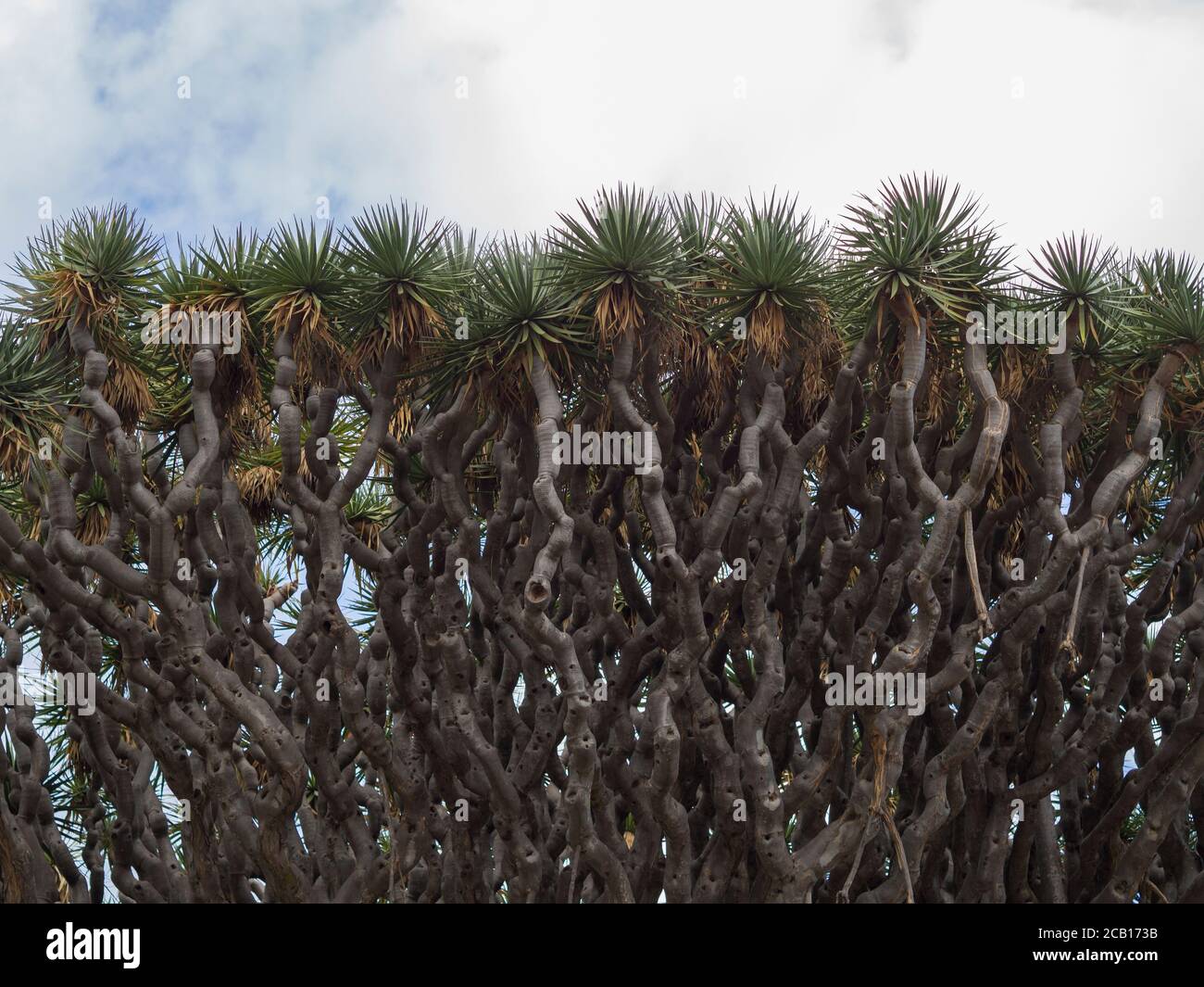 Détail de la couronne de l'ancien géant millénario El drago célèbre Draceana de 2000 ans à Icod de los vinos Île de Ténérife Espagne Banque D'Images