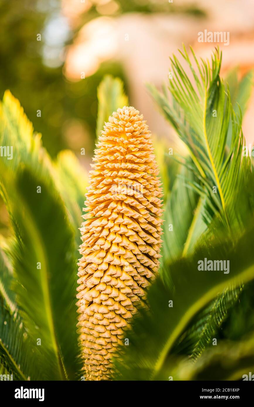 Fleur de sagou de couleur jaune. Feuilles vertes. Banque D'Images