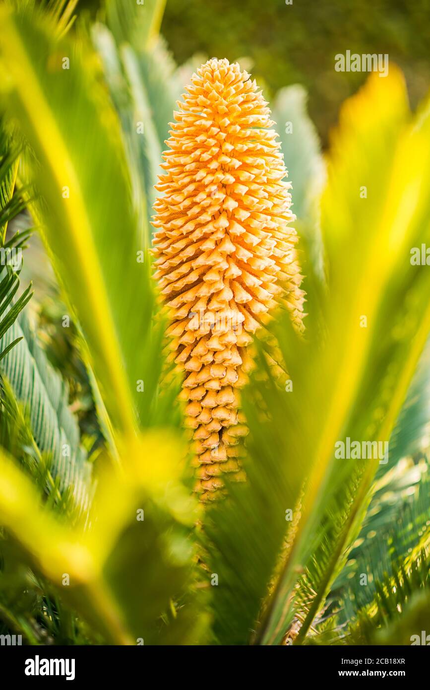 Fleur de sagou de couleur jaune. Feuilles vertes. Banque D'Images
