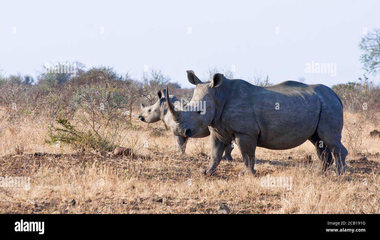 Rhino et bébé en gros plan tout en regardant autour Banque D'Images