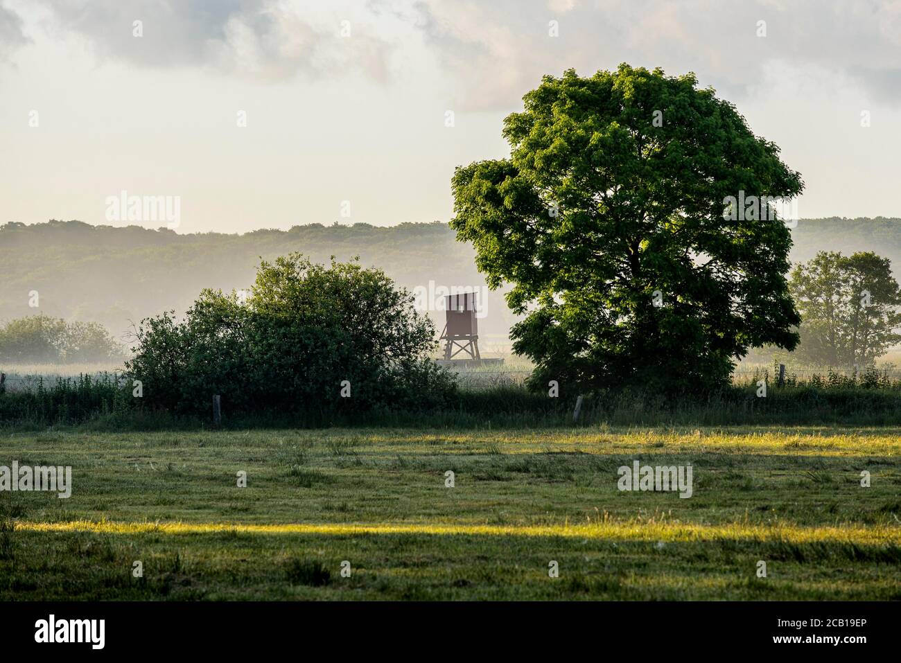 Chasseurs aveugles dans le brouillard du matin, Thurbruch fenland, Usedom, Mecklenburg-Ouest Pomerania, Allemagne Banque D'Images
