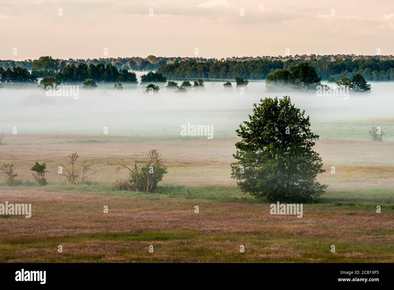 Arbres dans la brume matinale, Thurbruch fenland, Usedom, Mecklembourg-Poméranie occidentale, Allemagne Banque D'Images