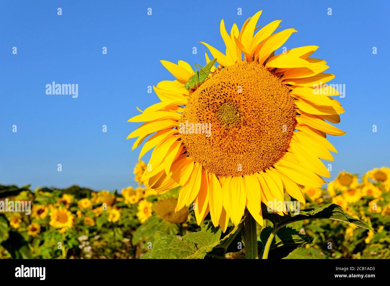 Sunflowerfeld, Grand cricket vert du Bush (Tetigonia viridissima) assis sur un (Helianthus annuus), Rhénanie-du-Nord-Westphalie, Allemagne Banque D'Images