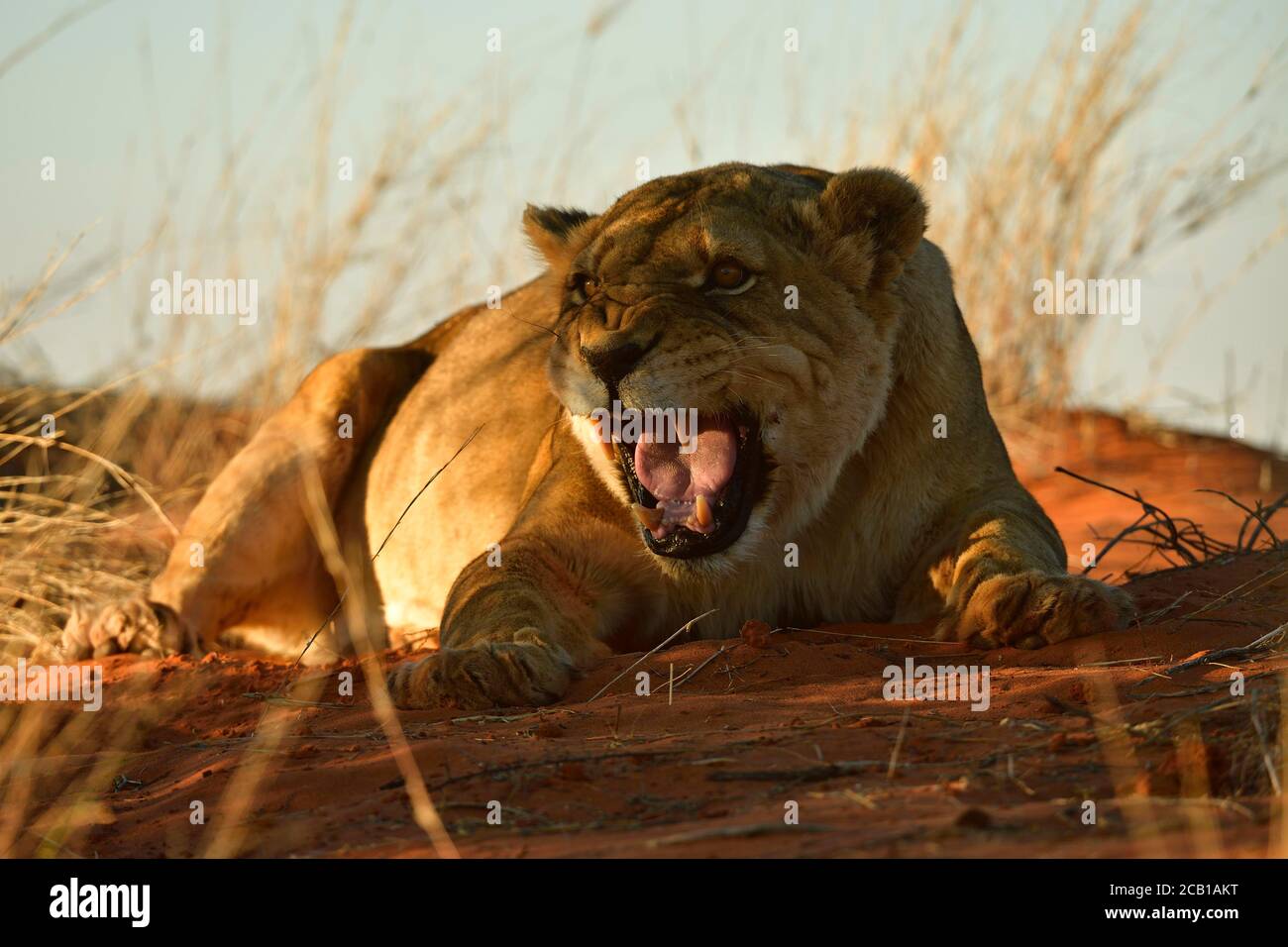 Le lioness (Panthera leo) repose sur une dune herbacée et des siffses, Kalahari, Namibie Banque D'Images