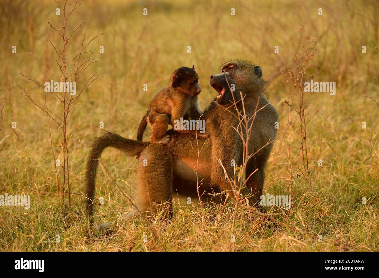 Chacma babouin (Papio ursinus), mère avec jeune, assise sur le dos, parc national de Chobe, Botswana Banque D'Images