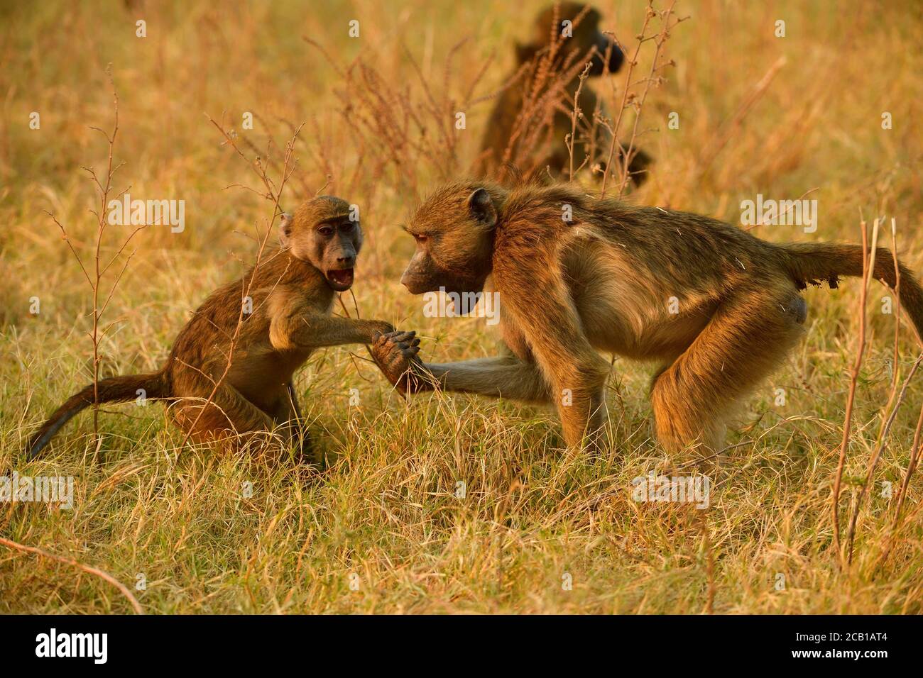 Les babouins de Chacma (Papio ursinus), deux jeunes animaux jouent ensemble dans l'herbe, parc national de Chobe, Botswana Banque D'Images