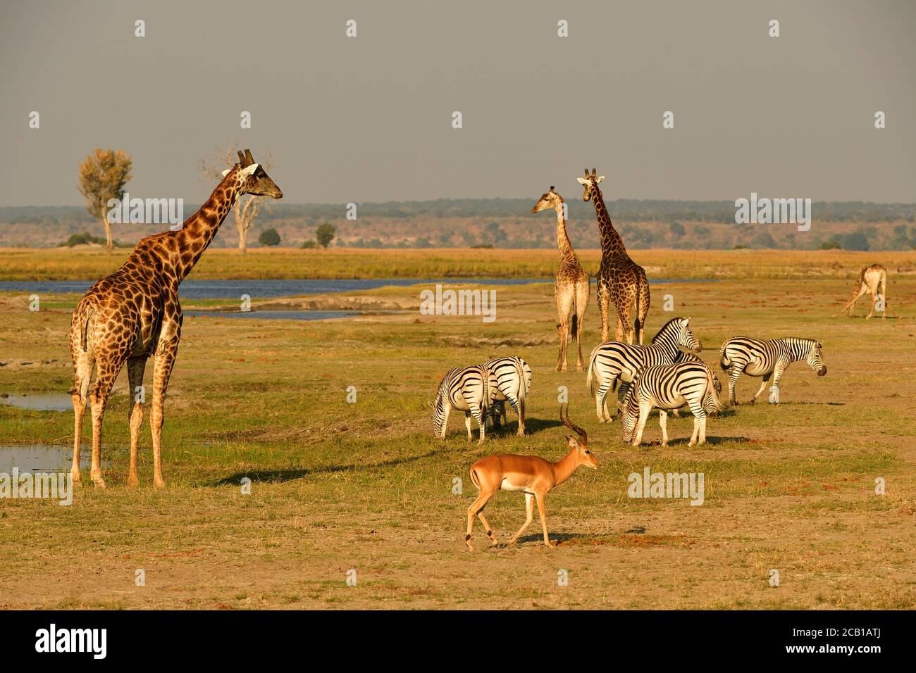 Faune africaine, girafes (Giraffa camelopardalis angolensis), Zèbres de Burchell (Equus burchelli) et antilope d'impala (Aepyceros melampus) sur le Banque D'Images