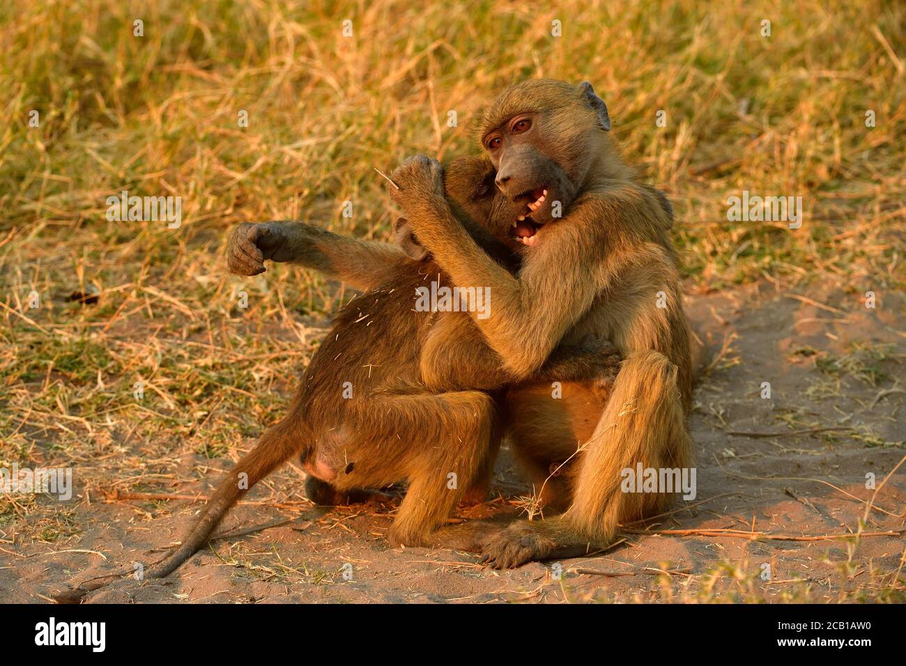 Deux babouins de Chacma (Papio ursinus), deux jeunes animaux jouent ensemble, parc national de Chobe, Botswana Banque D'Images