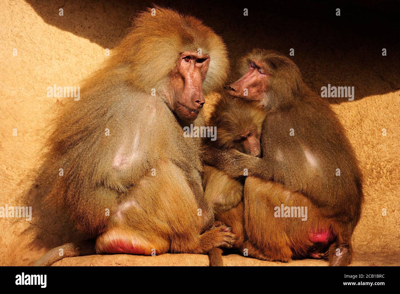 Babouins d'Hamadryas (Papio hamadryas), groupe d'animaux assis à proximité, captifs Banque D'Images