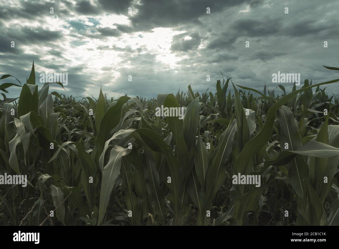 Champ de maïs vert en face de nuages spectaculaires Banque D'Images