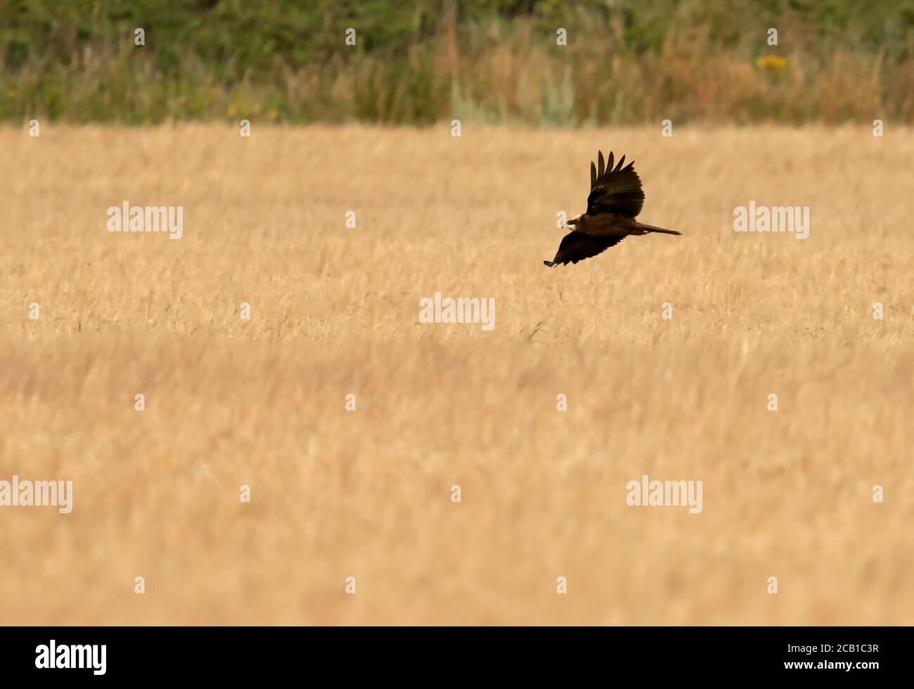 Une femelle de Marsh Harrier (Circus aeruginosus) se déforme sur des champs de culture à la recherche de proies, Norfolk Banque D'Images