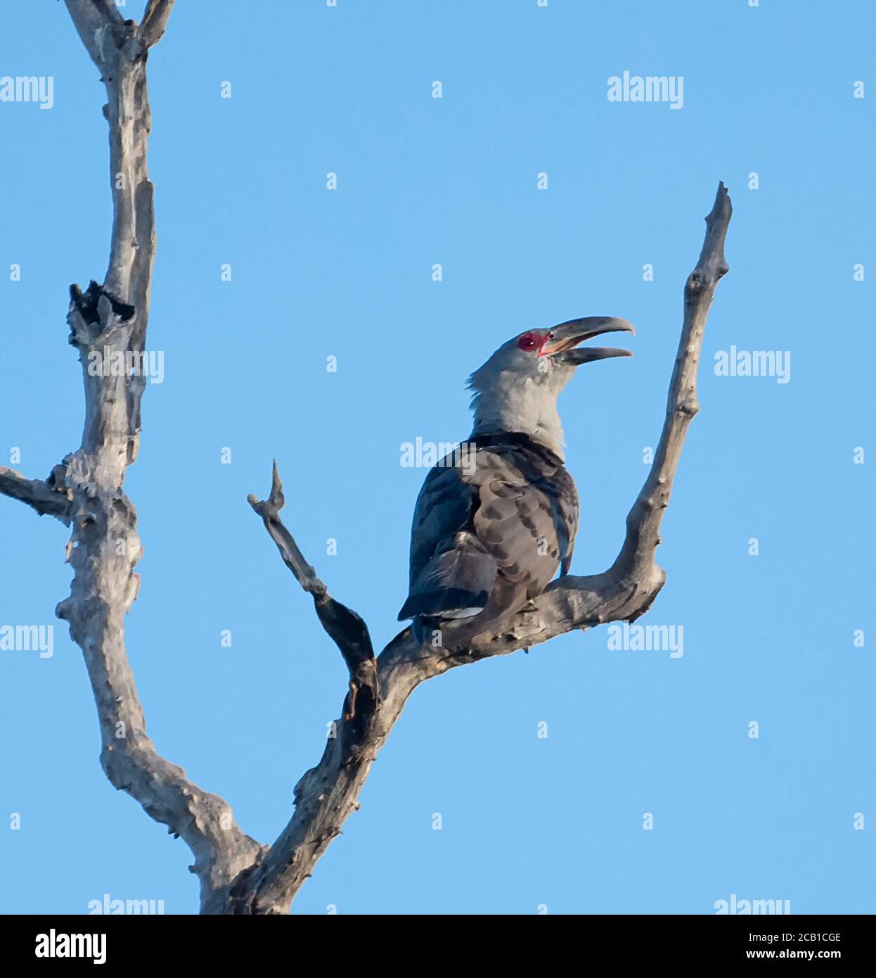 Un coucou à bec grêle (Scythrops novaehollandiae) perché sur un arbre avec son bec ouvert, territoire du Nord, territoire du Nord, Australie Banque D'Images