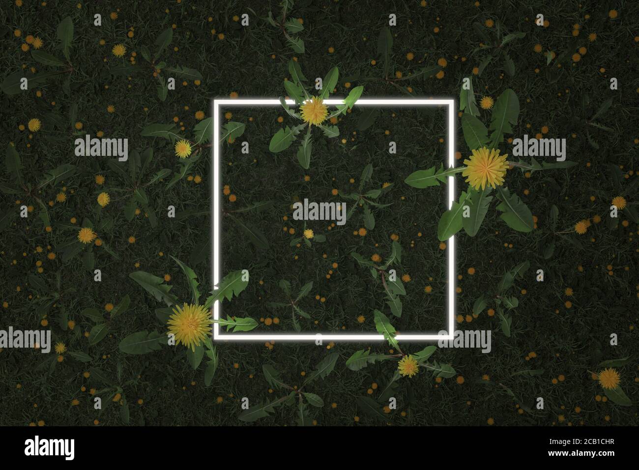 rendu 3d de carré blanc avec lumière néon couverte par des plantes de pissenlit. Concept de pose plate de style nature minimaliste Banque D'Images