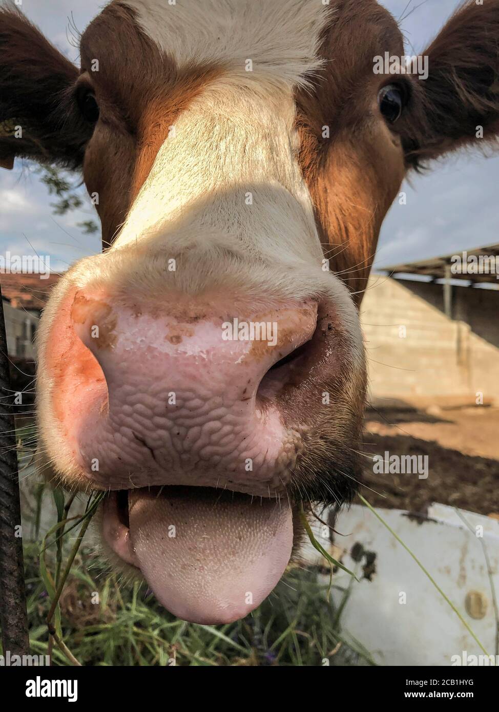 Gros Plan Nez D Une Vache Drole Baton De Sa Langue Photo Stock Alamy Gros Plan Nez D Une Vache Drole Baton De Sa Langue Photo Stock Alamy