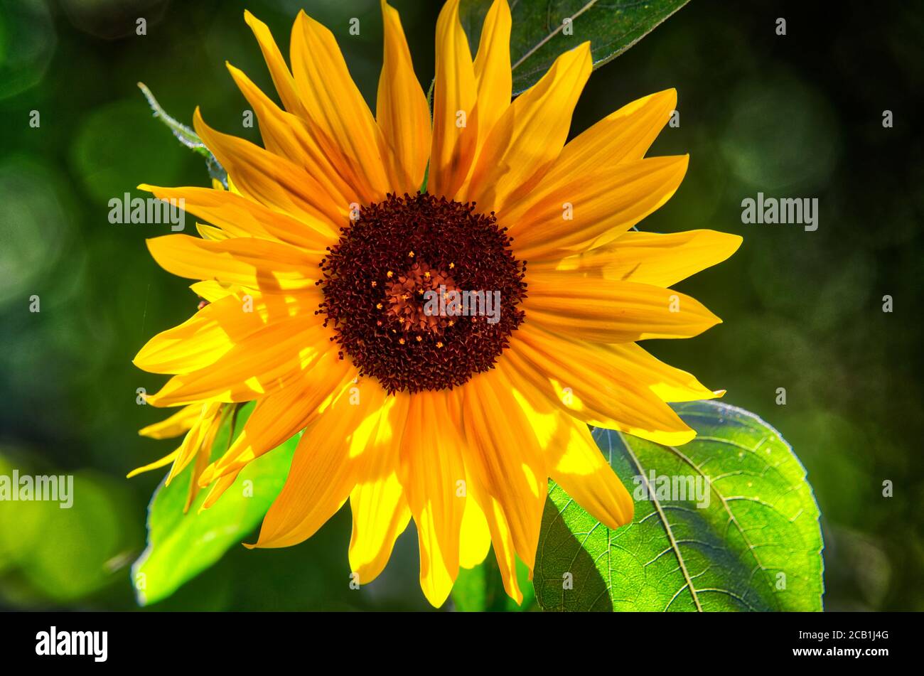 LE CONCEPT FLORAL : voici le Soleil Banque D'Images