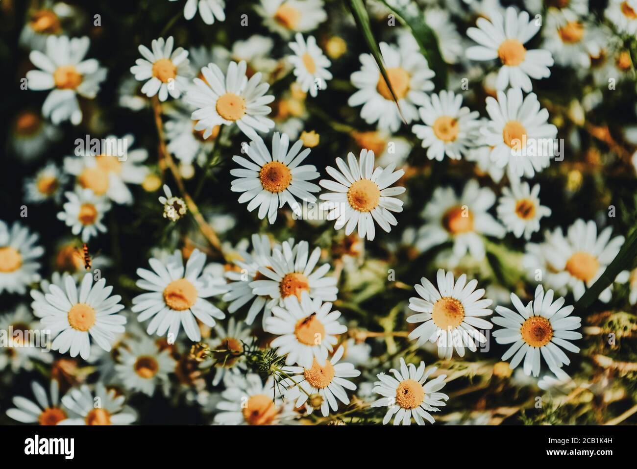 Fleur complète de fleurs de camomille ou de camomille. Fleur de pâquerette. Banque D'Images