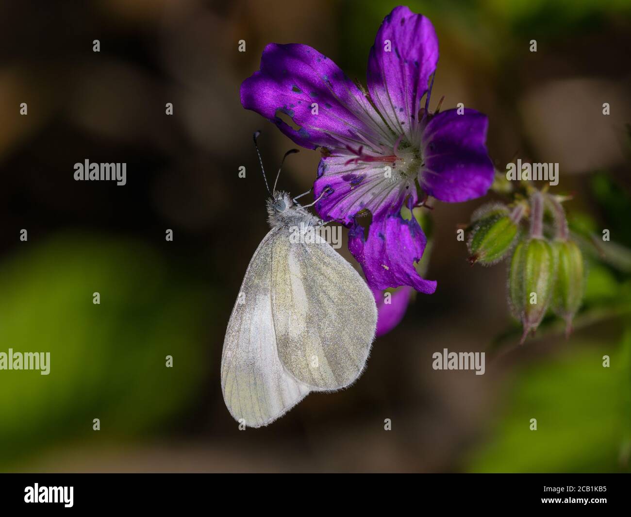 Blanc de bois (Leptidea sinapis) se nourrissant d'un géranium des bois à Hummelsvedjan, Suède. Banque D'Images