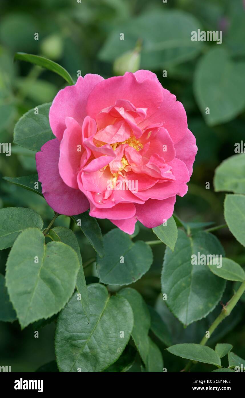 Gros plan d'une Rosa l'Herbaliste 'Aussemi' prise à RHS Garden Hyde Hall Essex Banque D'Images
