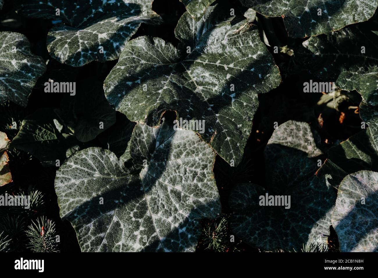 Feuilles vert foncé plante de feuillage tropical croissant dans la nature. Fond floral. Vue du dessus - dans des tons sombres. Fond floral. Fond naturel. Banque D'Images