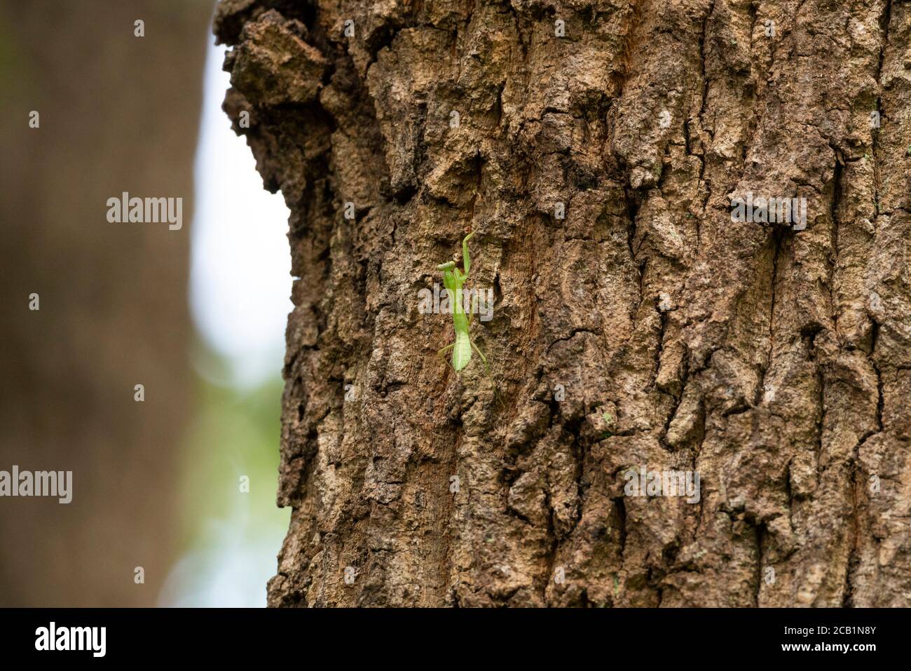 Bebe Harabiro Mantis Hierodula Patellifera Grimpant Sur L Arbre De Kunugi Chene A Dents De Scie Ville D Isehara Prefecture De Kanagawa Japon Photo Stock Alamy