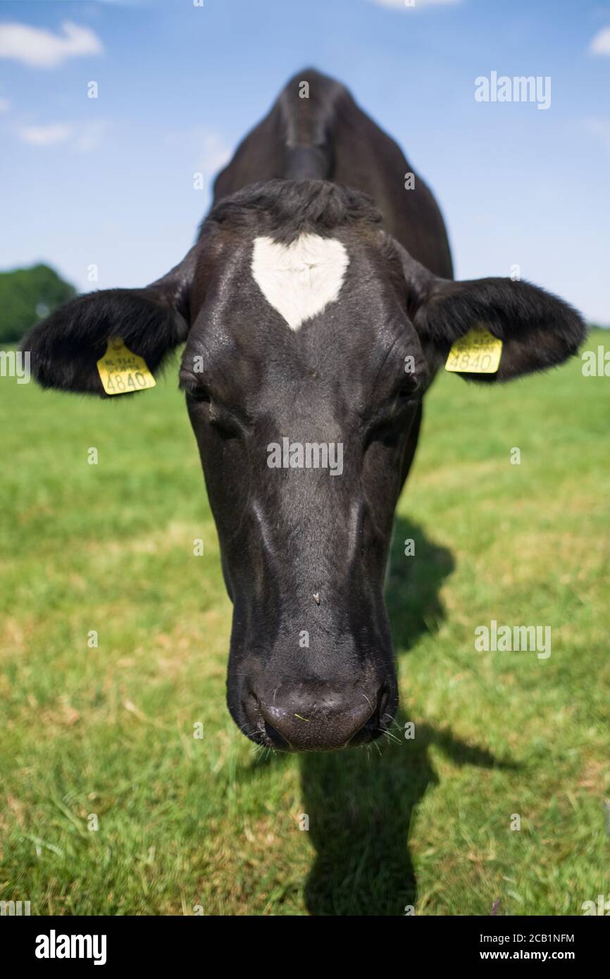 Vue de face d'une vache noire et blanche en herbe verte fraîche aux pays-Bas. Concentrez-vous sur la tête. Image verticale Banque D'Images