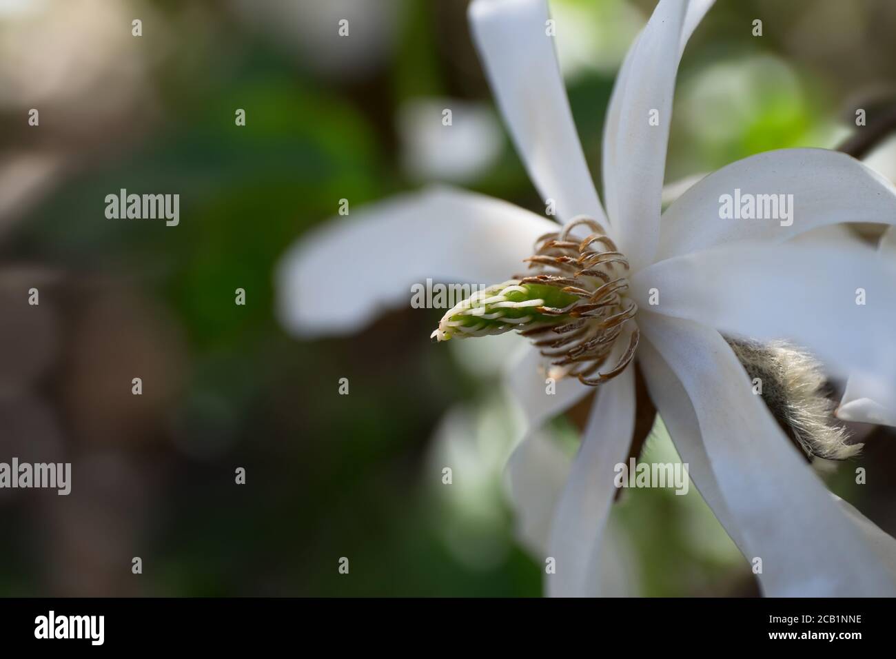 Fleur de magnolia blanc, concentrez-vous sur les étamines et le bourgeon derrière le pétale en bas à droite. Arrière-plan flou Banque D'Images