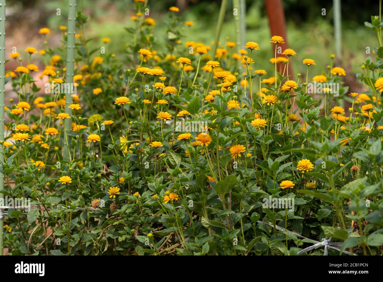 Champ de pâquerettes fleuristes (Chrysanthemum × morifolium), ville d'Isehara, préfecture de Kanagawa, Japon Banque D'Images
