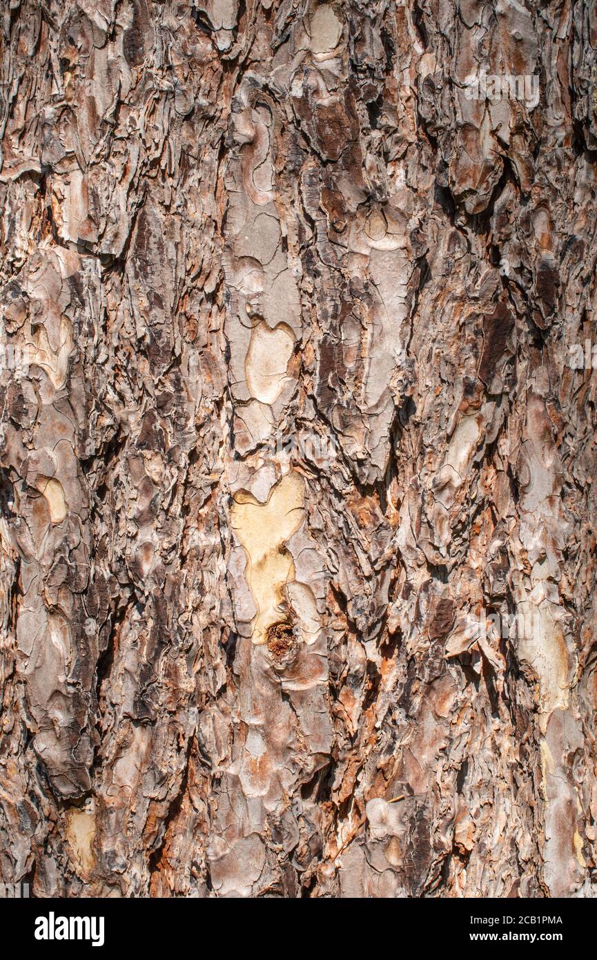 Arrière-plan de texture d'écorce. Motif écorce de pin. Banque D'Images
