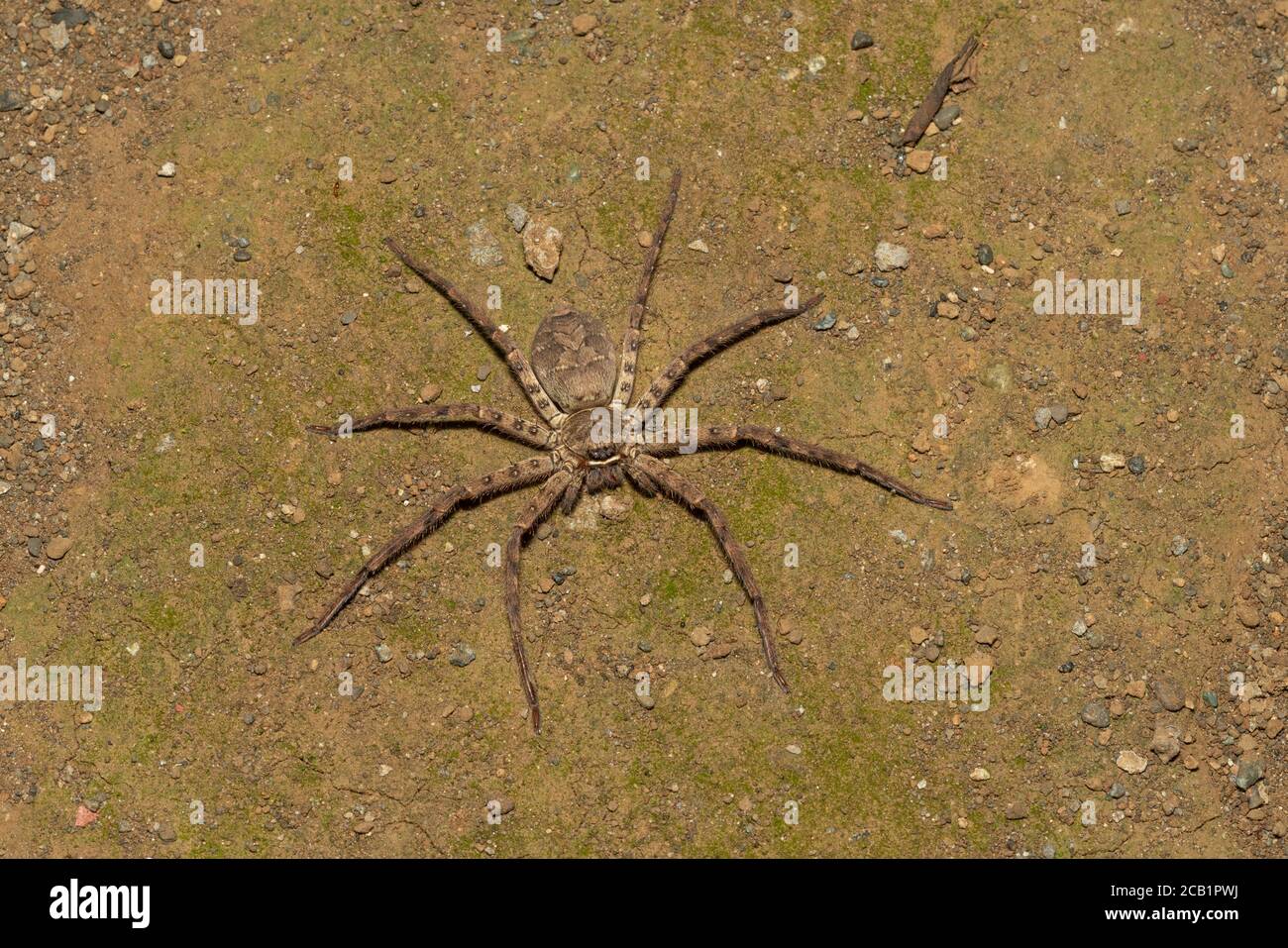 Araignée Huntsman (Heteropoda venatoria), ville d'Isehara, préfecture de Kanagawa, Japon Banque D'Images