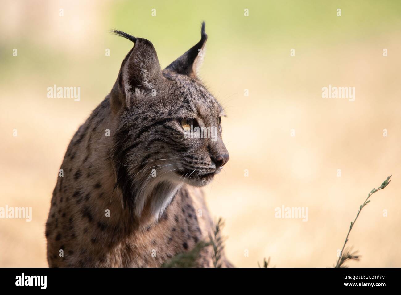 Beau portrait de visage d'un lynx ibérique regardant le horizon Banque D'Images