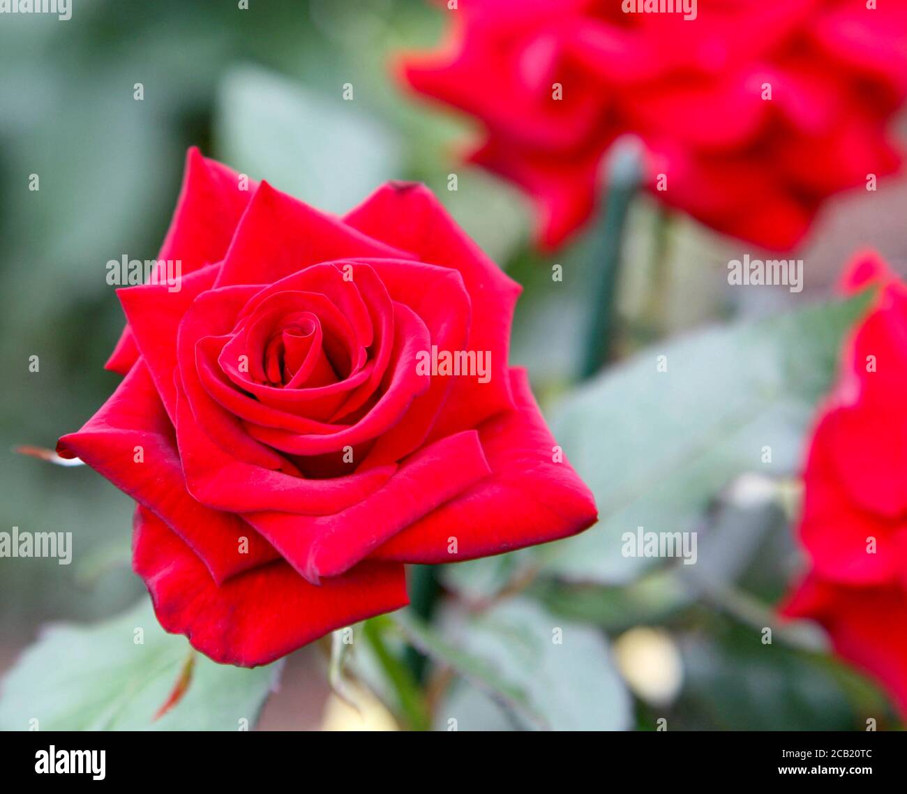 Rose rouge en fleur classique dans le jardin d'été Banque D'Images