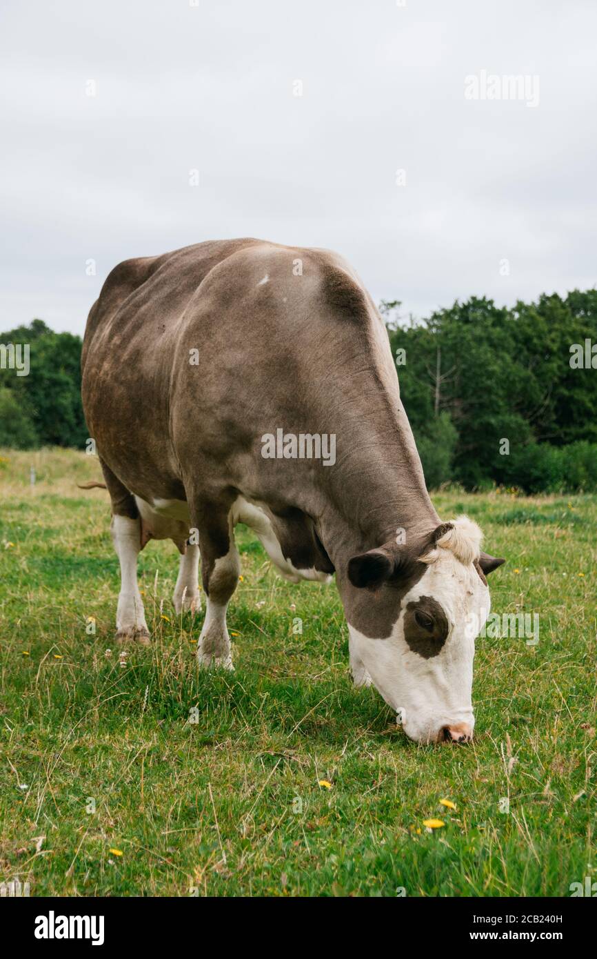 Vache danoise paître sur un pâturage Banque D'Images