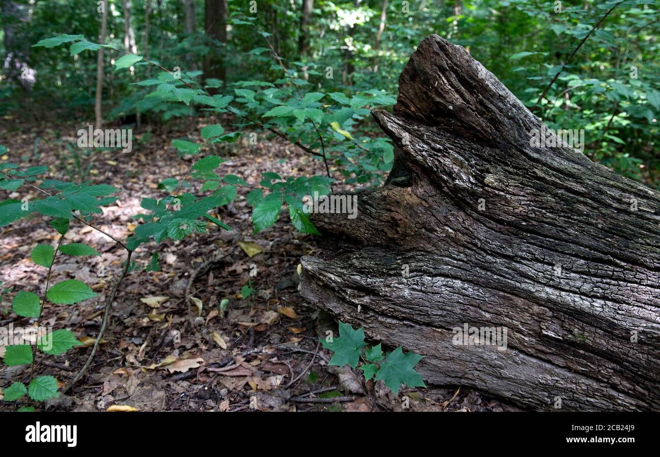 Leipzig, Allemagne. 05 août 2020. Un tronc d'arbre mort se trouve dans la forêt de la plaine inondable de Leipzig. La forêt de la plaine inondable de 5700 hectares est considérée comme unique en Europe. Cependant, la zone de protection du paysage n'est pas en bon état, la forêt alluviale manque d'eau. Si les inondations ne se produisent pas dans les décennies à venir, la forêt va changer radicalement. Le canal Neue Luppe, construit à partir de 1934, draine très rapidement beaucoup d'eau de Leipzig. Credit: Hendrik Schmidt/dpa-Zentralbild/ZB/dpa/Alay Live News Banque D'Images