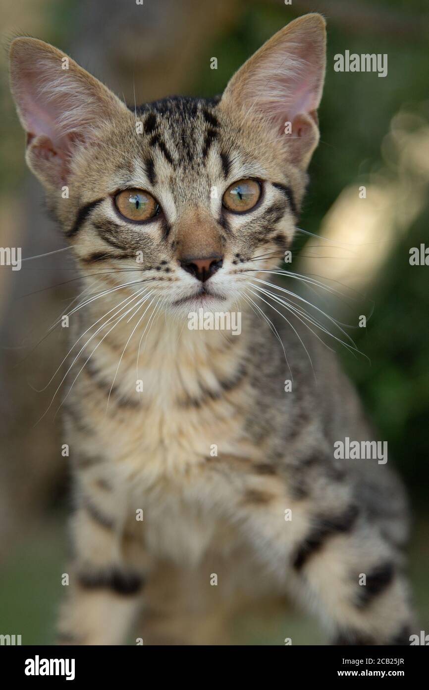 Le jeune adorable chaton Tabby est sorti du cliché. Banque D'Images
