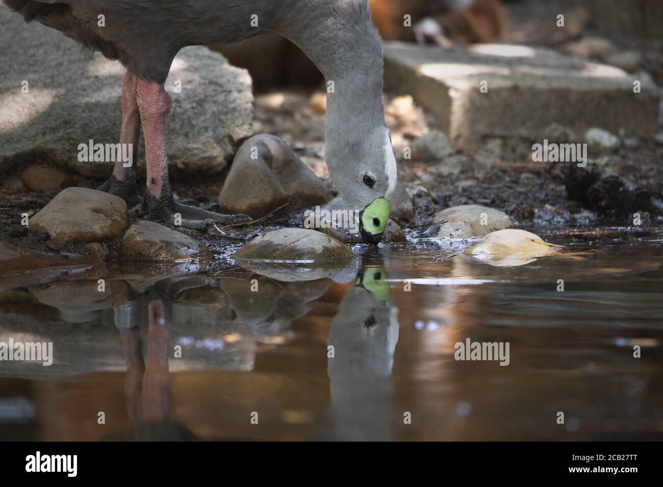 Belle bernache du cap, qui boit et se reflète dans l'eau Banque D'Images