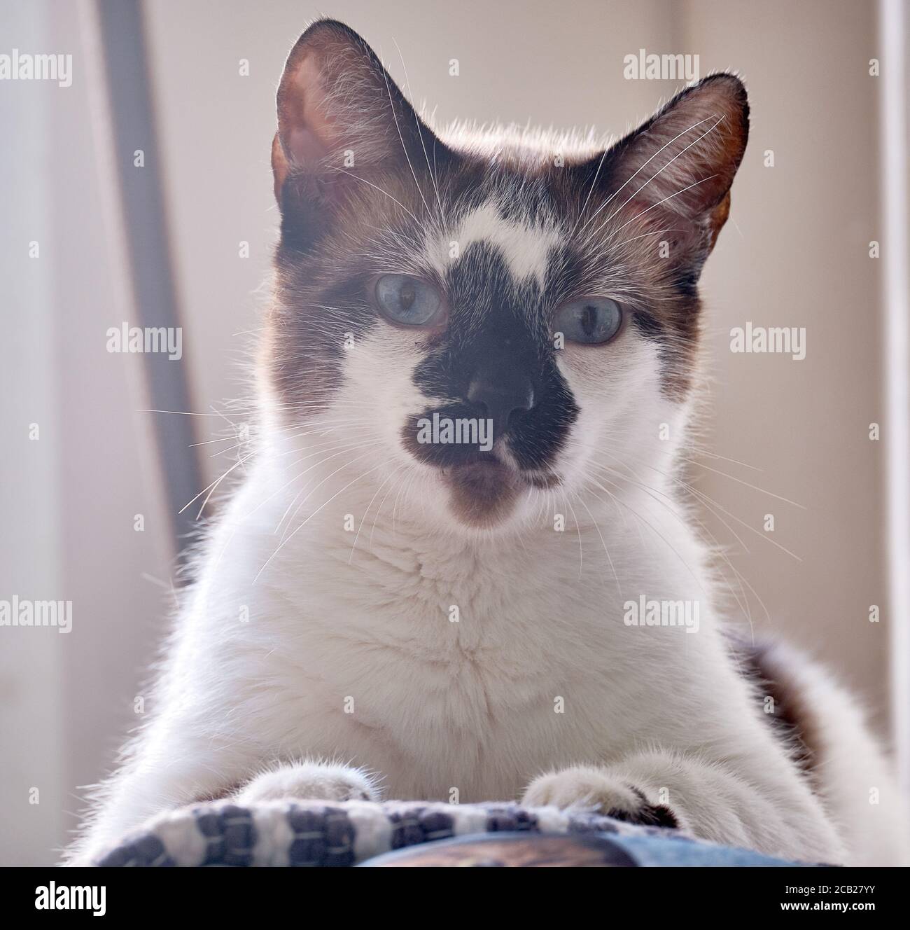 Un Chat Noir Avec Une Petite Tache Blanche Est Assis Sur Une Chaise Au Soleil Photo Stock Alamy