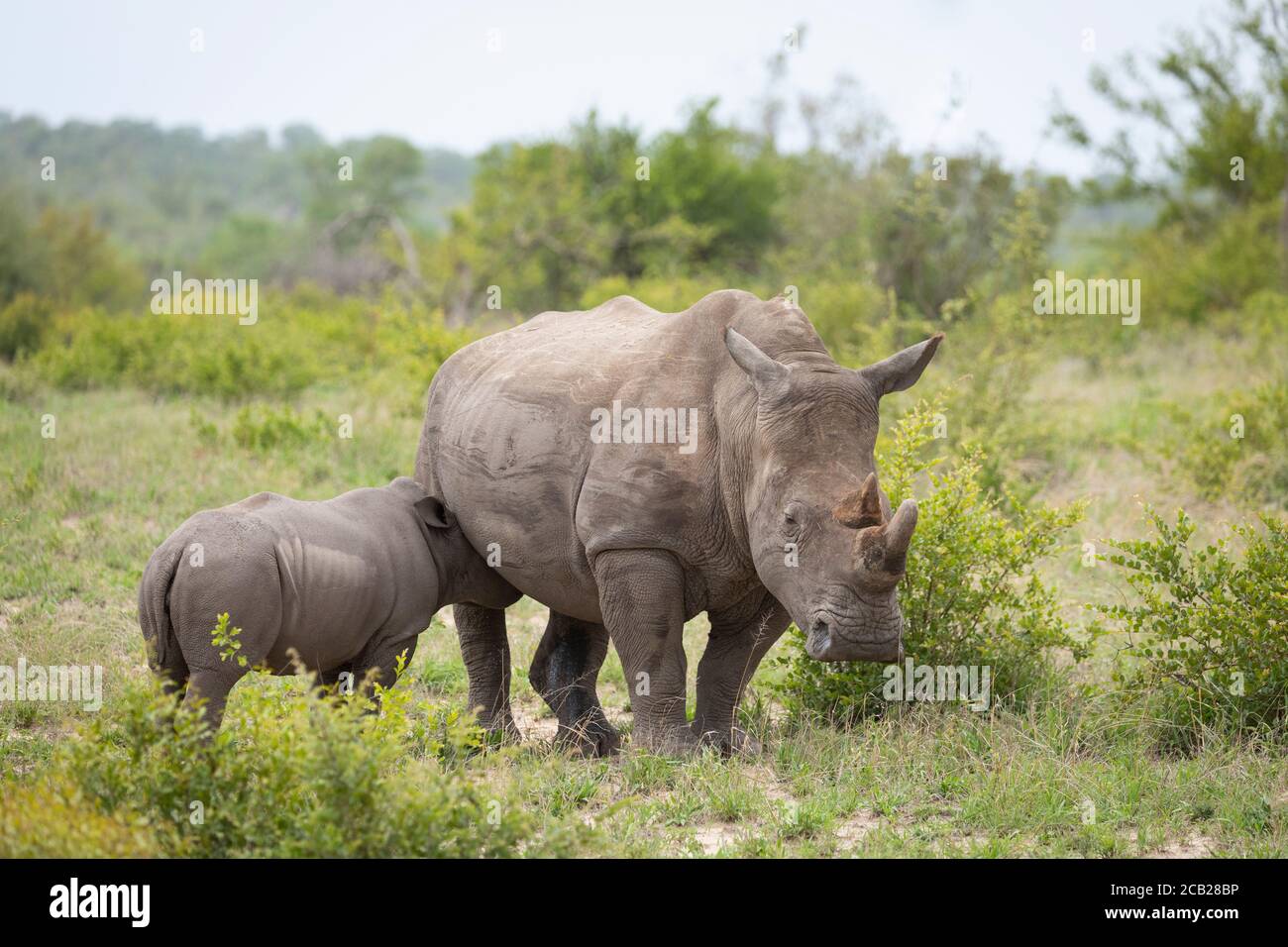 Bébé rhinocéros se nourrissant debout par sa mère de rhinocéros blanc Kruger Park Afrique du Sud Banque D'Images