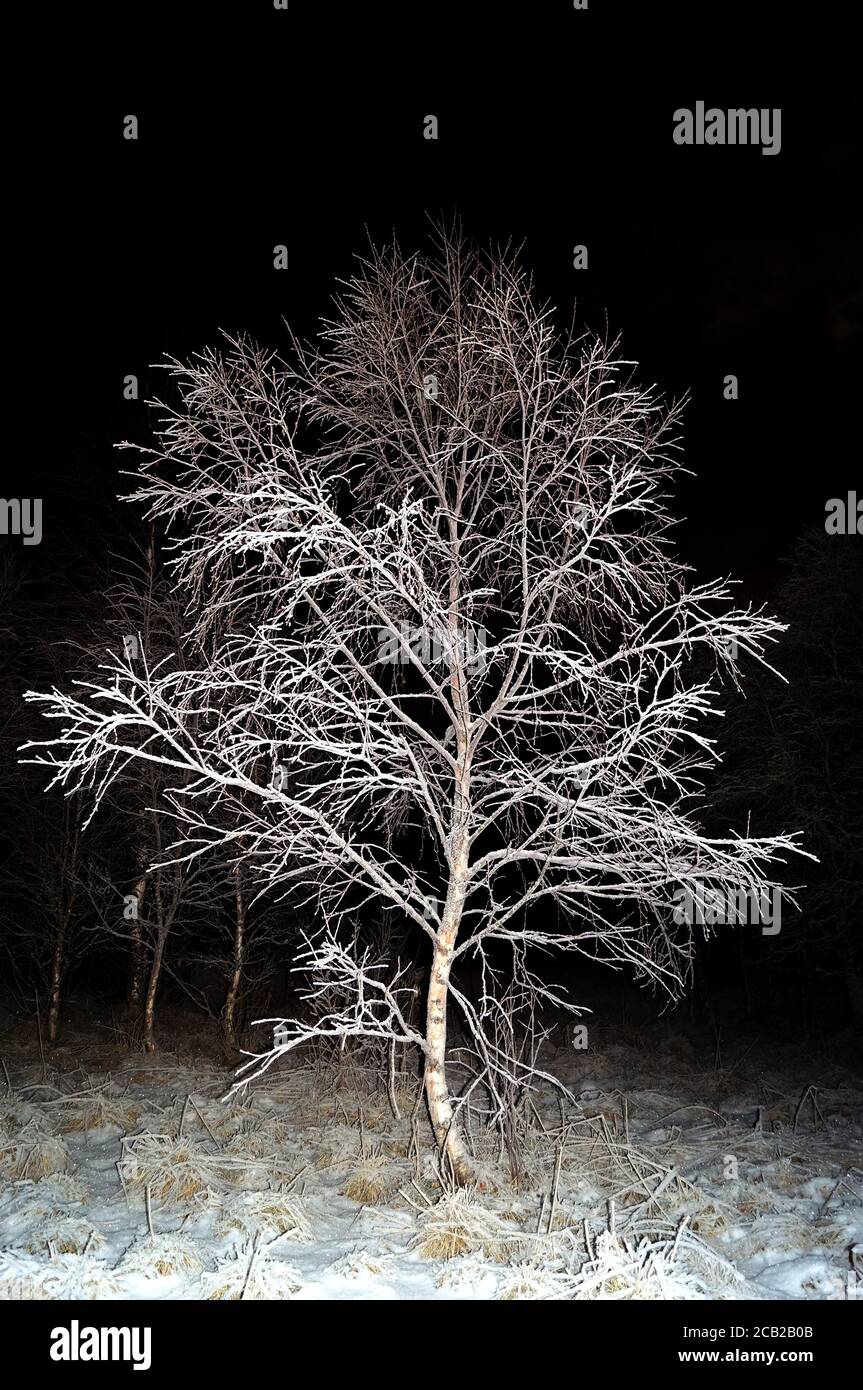 Arbre congelé dans une nuit de noël glaciale Banque D'Images