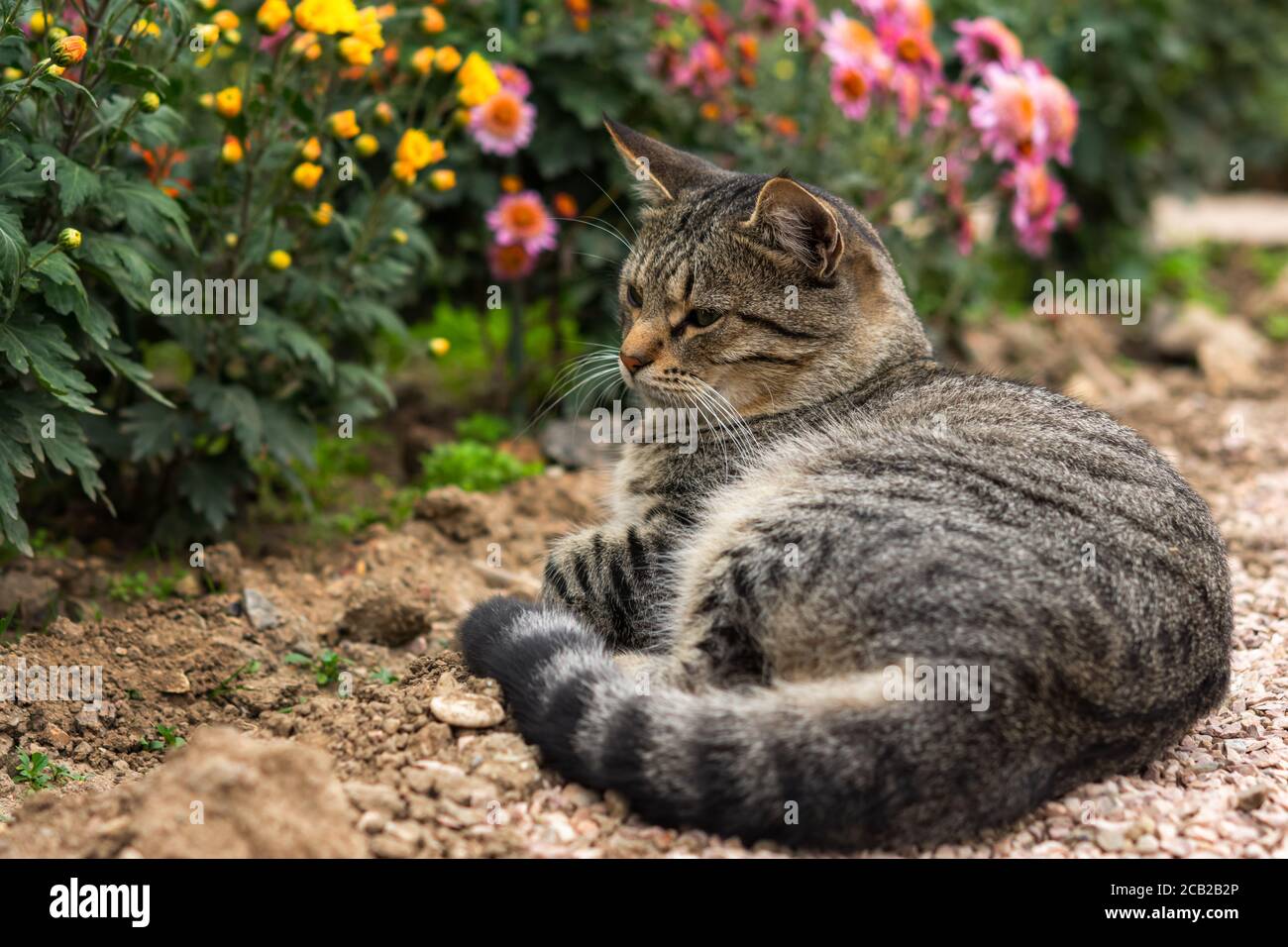 Un chat tabby se trouve sur le sol parmi les fleurs. Chat gris parmi les chrysanthèmes dans le jardin. Repos et détente. Chat de rue sans abri. Port de gros plan Banque D'Images