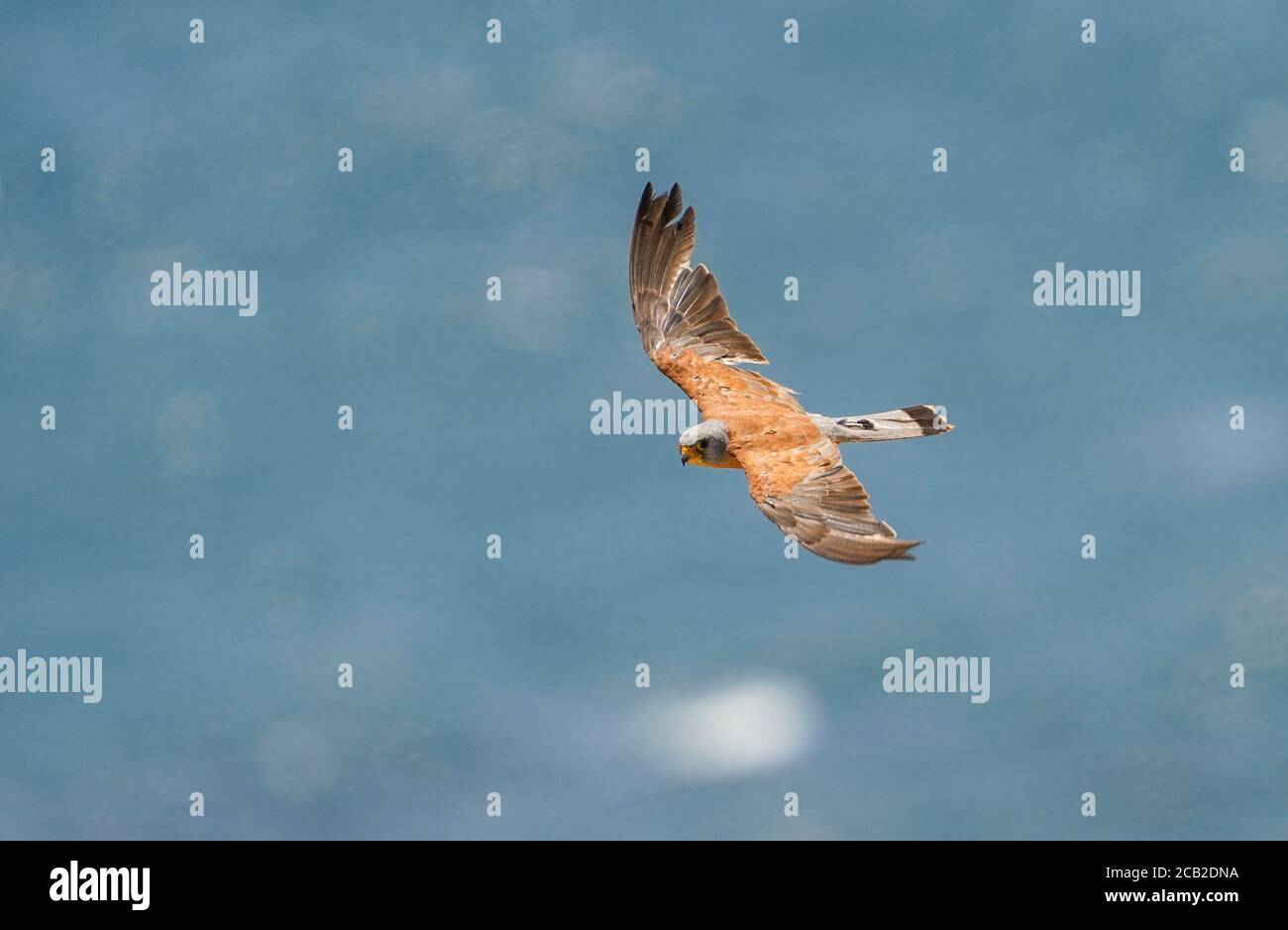 Petit kestrel (Falco naumanni) dans le détroit de Gibraltar pendant la migration d'automne, oiseau unique en vol, Andalousie, Espagne. Banque D'Images