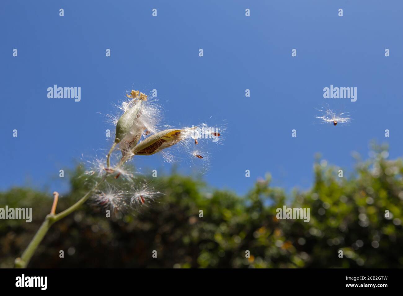 Graines de Milkweed ( Asclepias curassicafliing ) dans la brise d'été contre un ciel bleu clair dedans Un jardin à la maison dans le sud de la Californie Banque D'Images