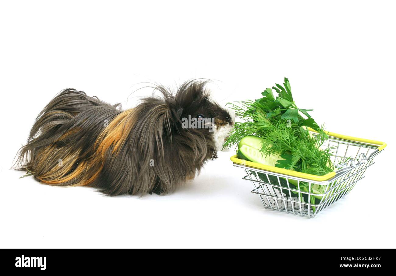 Un cochon d'inde shaggy drôle mange dans un panier rempli de légumes verts achetés sur un fond blanc. Animaux, soins, nourriture, achat d'animaux Banque D'Images