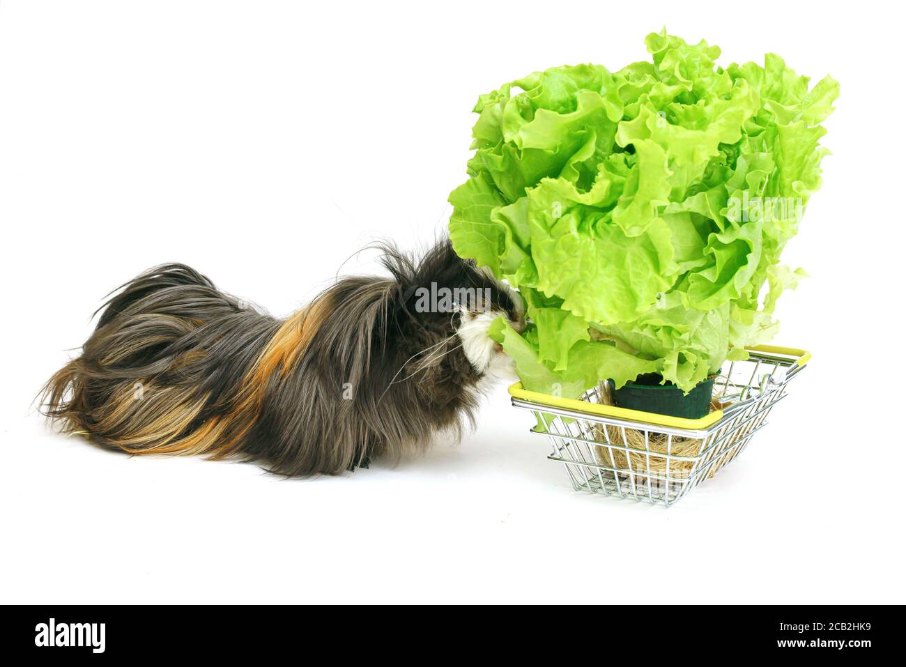 Un cochon d'inde shaggy drôle mange dans un panier rempli de légumes verts achetés sur un fond blanc. Animaux, soins, nourriture, achat d'animaux Banque D'Images